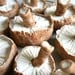 Chocolate Candy Mushrooms LifeSize 3 -Featured in Urban Outfitters