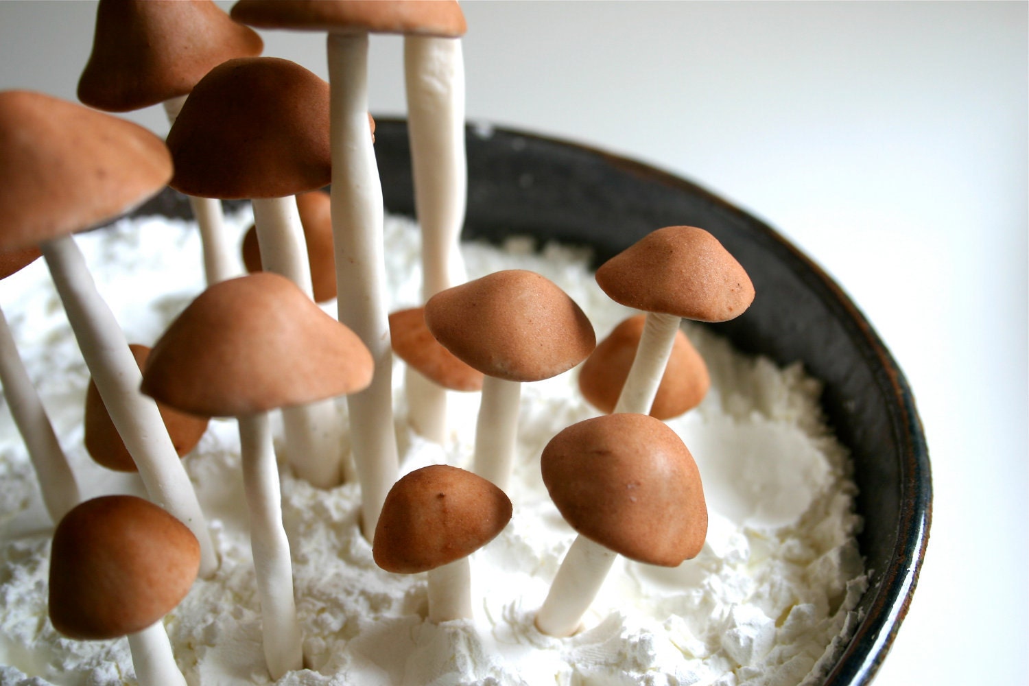 Edible Wild Sugar Mushrooms of the genus Psilocybe Cubensis 50 assorted -As Seen In Urban Outfitters