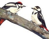 WOODPECKER Bird Watercolor Art Print, Limited Edition 8x8 - Painting by Lorisworld