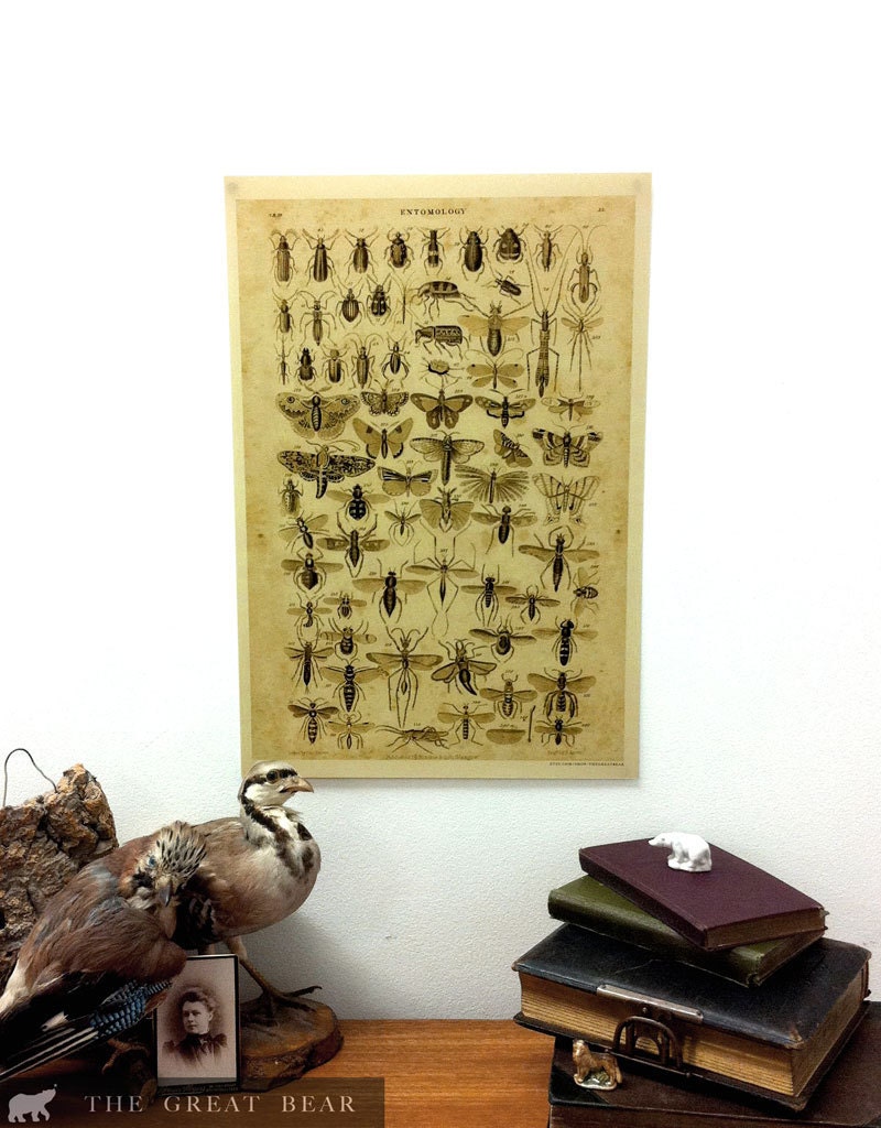Entomology - Natural History Print reproduction of insects