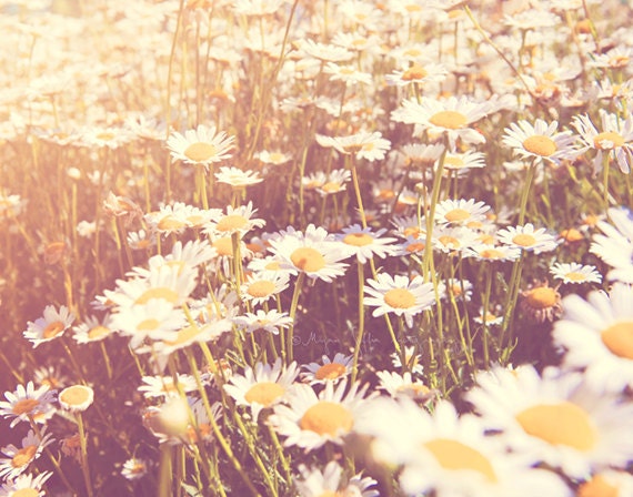 summer decor, flower photography, daisy photograph, field of daisies, little girls room, nursery art, lemon yellow white art print