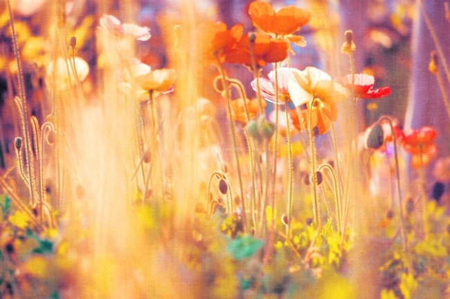 red and orange poppy photo, flower photography, whimsical garden art, photograph of poppies, rainbow, warm sunshine, I am Alice nature print
