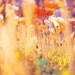 red and orange poppy photo, flower photography, whimsical garden art, photograph of poppies, rainbow, warm sunshine, I am Alice nature print