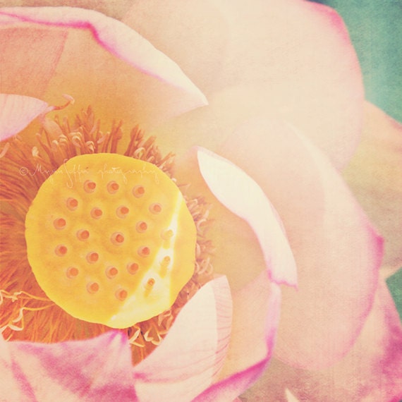 lotus flower photograph, yoga art, pod bloom, purity, girls room nursery, pink peach yellow buddhism, sacred, spiritual, prayer, asian decor