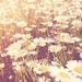 summer decor, flower photography, daisy photograph, field of daisies, little girls room, nursery art, lemon yellow white art print
