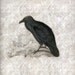 Raven - Handmade Decoupage Under Glass Plate