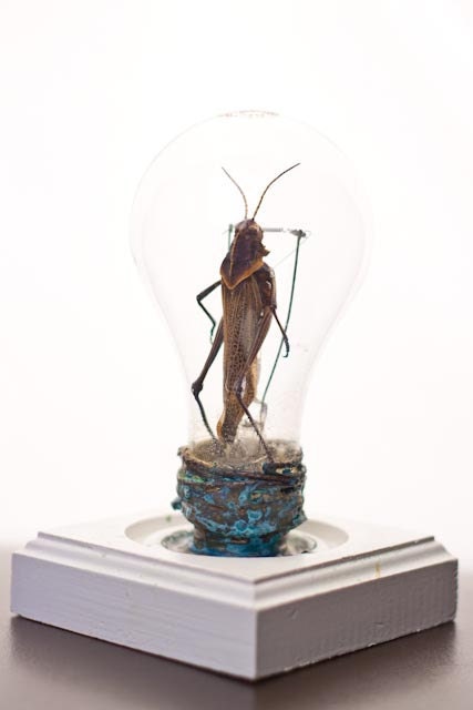 Upcycled light bulb with Insect