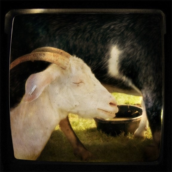 5x5 Print - Meditating Goat