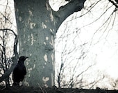 5x7 Print - Raven Ponders