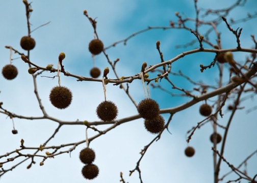 5x7 Print - Chestnuts