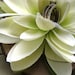 Water Lily Ring Pillow- Natural Wood