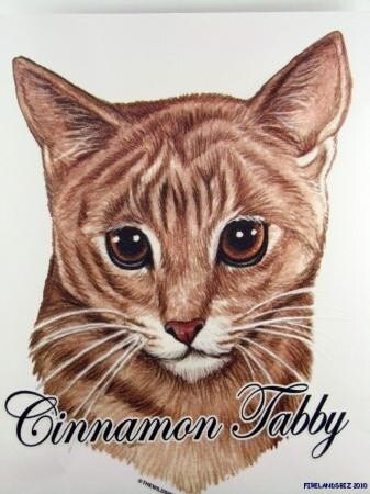 Cinnamon Tabby Cat