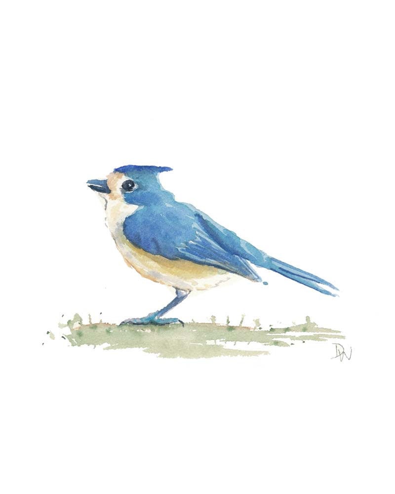 Bird Watercolor Illustration - Tufted Titmouse, Original Painting, Nursery Art, 8x10