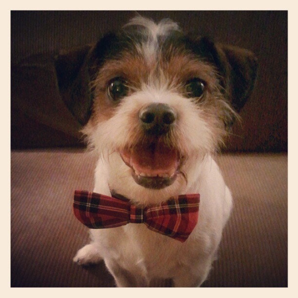 Bowtie Collar -Red preppy-