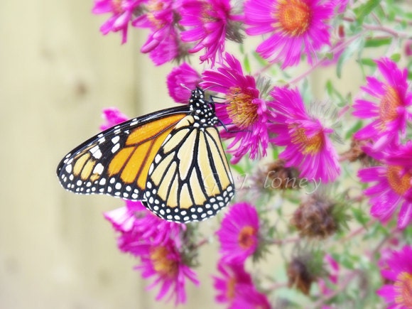 Monarch III - monarch butterfly garden art, summertime magenta asters, orange and black nature photography - 8X10 photograph - finchfieldart