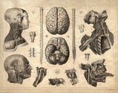 18x24 Vintage Anatomy. Nervous System. Brains poster. Human Body. 080