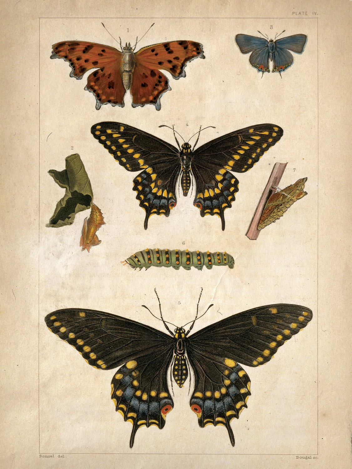 18x24 Vintage Science Plate Poster. Insects. Butterflies- 089