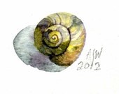 An Uncommon Garden Snail 2in x 2in 5cm x 5cm approx