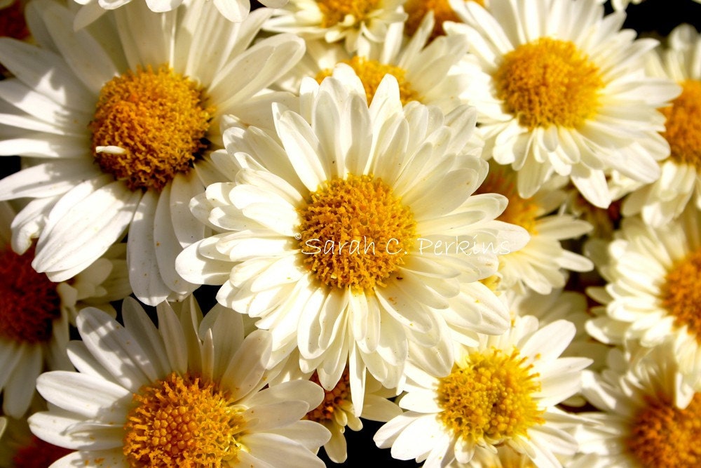 Flower Photography Fine Art 8x10 print Mum yellow creamy white Spring Floral Home decor IN STOCK