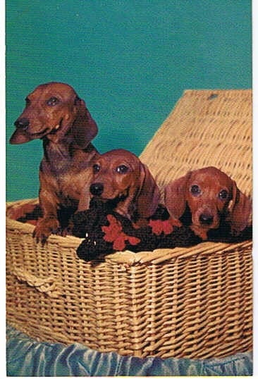 Vintage Postcards - Puppy Images - Mainzer Dachshunds Puppies Postcard