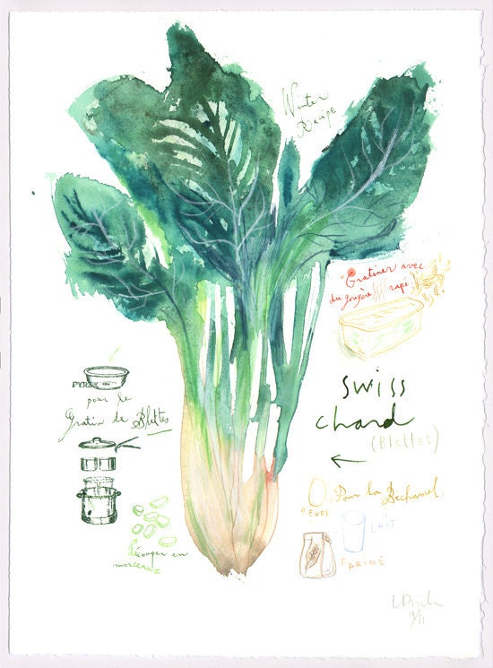 Winter recipe - Swiss chard gratin recipe - Original illustration - Food art - The kitchen collection