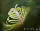 Furl 8x10 in 11x14 mat Fine Art Photograph print of dark green fern furl