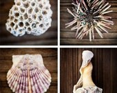 Sea shell photograph fine art print earth tones beach sand 5x5