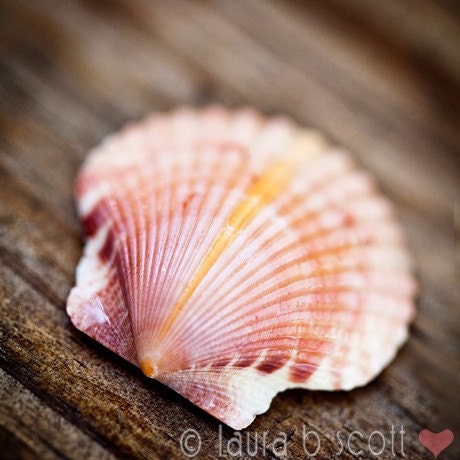 Shell 5x5 Fine Art Photograph print pink blush sea shell
