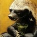 Honey Badger - "Half a Flagon" - ACEO LE - last one