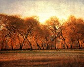 Digital Download Autumn photography landscape trees fall photo burnt orange brown rust dark cinnamon home decor