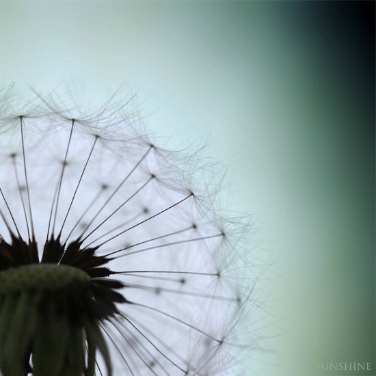 Download photo Dandelion wall art summer photography summer home decor Dandelion photo