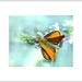 Digital download Butterfly photo download Whimsy nature Light blue turquoise orange baby nursery decor