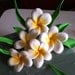Gum Paste Hawaiian Plumeria White and Yellow