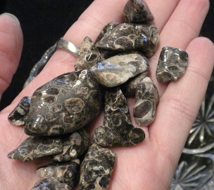Turritella Fossil Agate