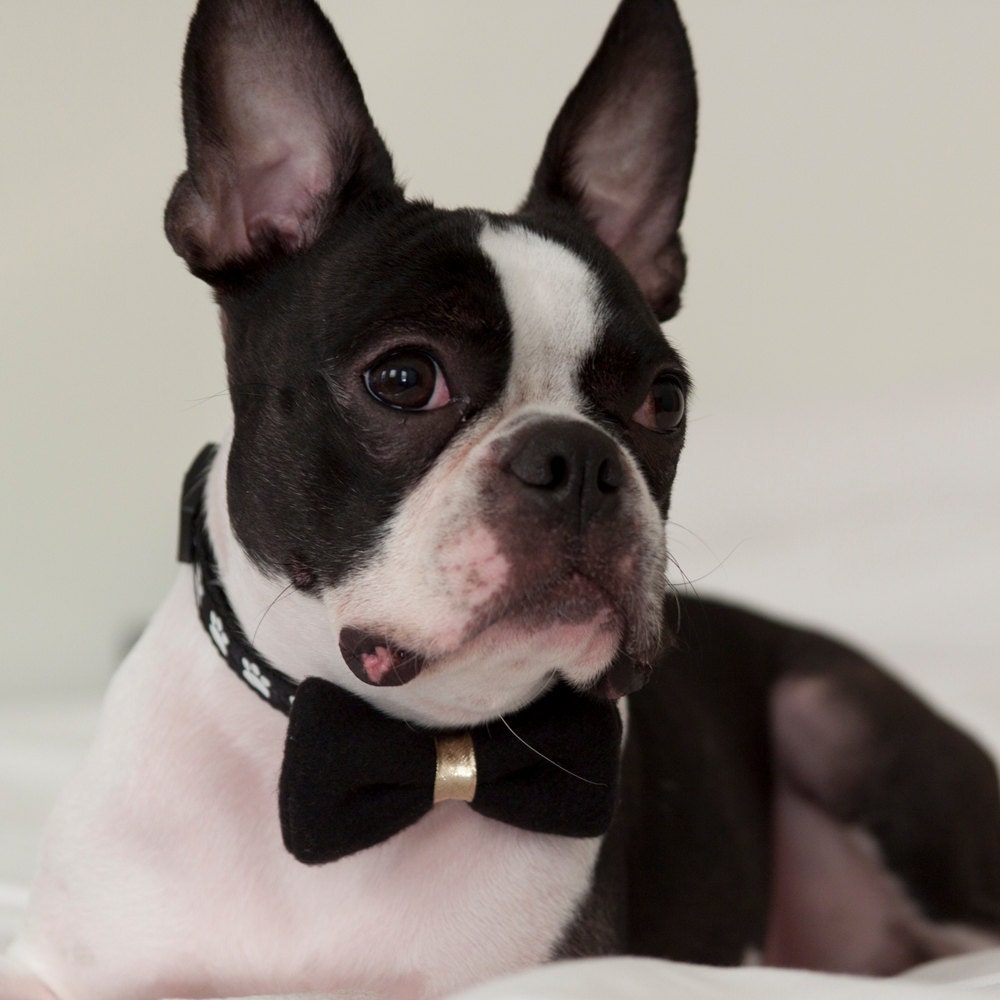 Dog Bow Tie Black with Gold Knot - Free Shipping Worldwide