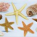 Ornate sea shell wood tray
