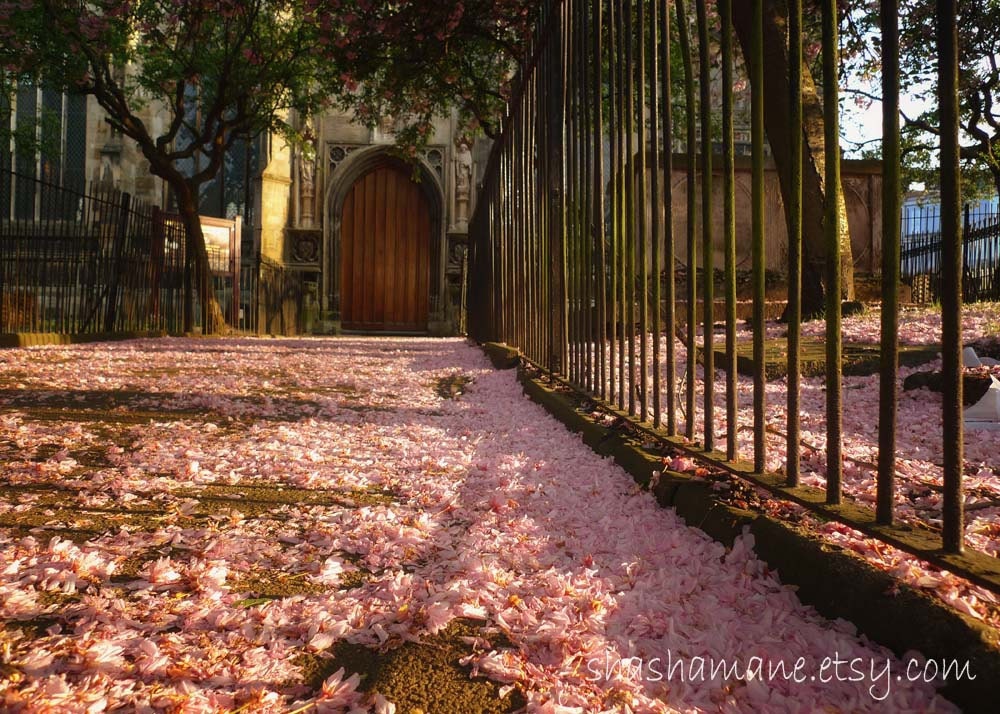 Blossom like confetti - cheery, cherry blossom petals 5 x 7 art photo print, streets, church, spring