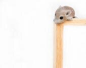 There is no spoon. Mouse 8x8 photo print by shashamane. surreal, mice