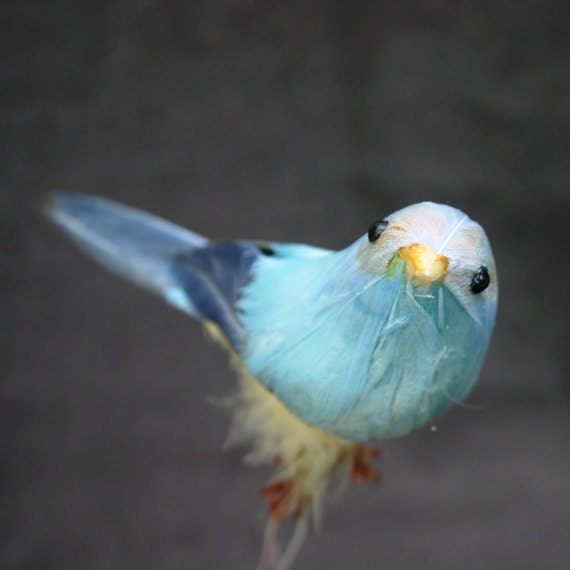 Little blue bird fly high