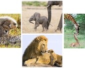 SAFARI BABY ANIMALS, Set of Four Photos ,8 X 10, Elephant, Lion, Cheetah, Giraffe, Animal Photography, Wall Decor, Nursery, Housewares