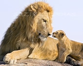 Nursery Animal Art, BABY LION and DAD, 8x10 Photo, Baby Animal Photograph, Wildlife, Kids Room Decor, Nursery Wall Art, Safari, Fathers Day