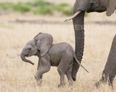 Nursery Art Prints, SAFARI BABY ANIMALS - Set of 4 Photos, 8 X 10, Elephant, Lion, Cheetah, Giraffe, Kids Room Decor, Baby Shower GIft