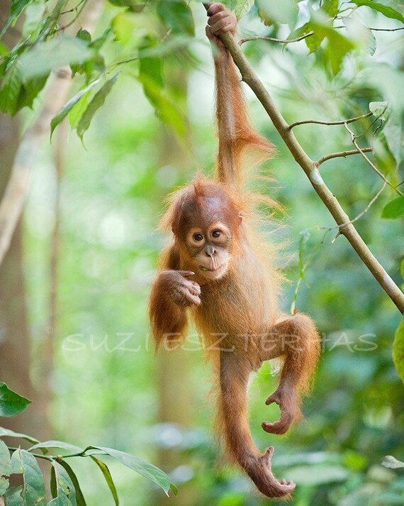 nursery art prints, JUNGLE BABY ANIMALS, Set of 3 Photos 8 X 10, Orangutan, Gorilla, Chimpanzee, kids room decor, Wall Art, Baby Monkey