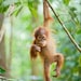 nursery art prints, JUNGLE BABY ANIMALS, Set of 3 Photos 8 X 10, Orangutan, Gorilla, Chimpanzee, kids room decor, Wall Art, Baby Monkey