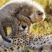 BABY CHEETAH PLAYING With Mom Photo, 8 X 10 Print, Baby Animal Photograph, Wildlife Photography, Wall Decor, Nursery Art, African Safari