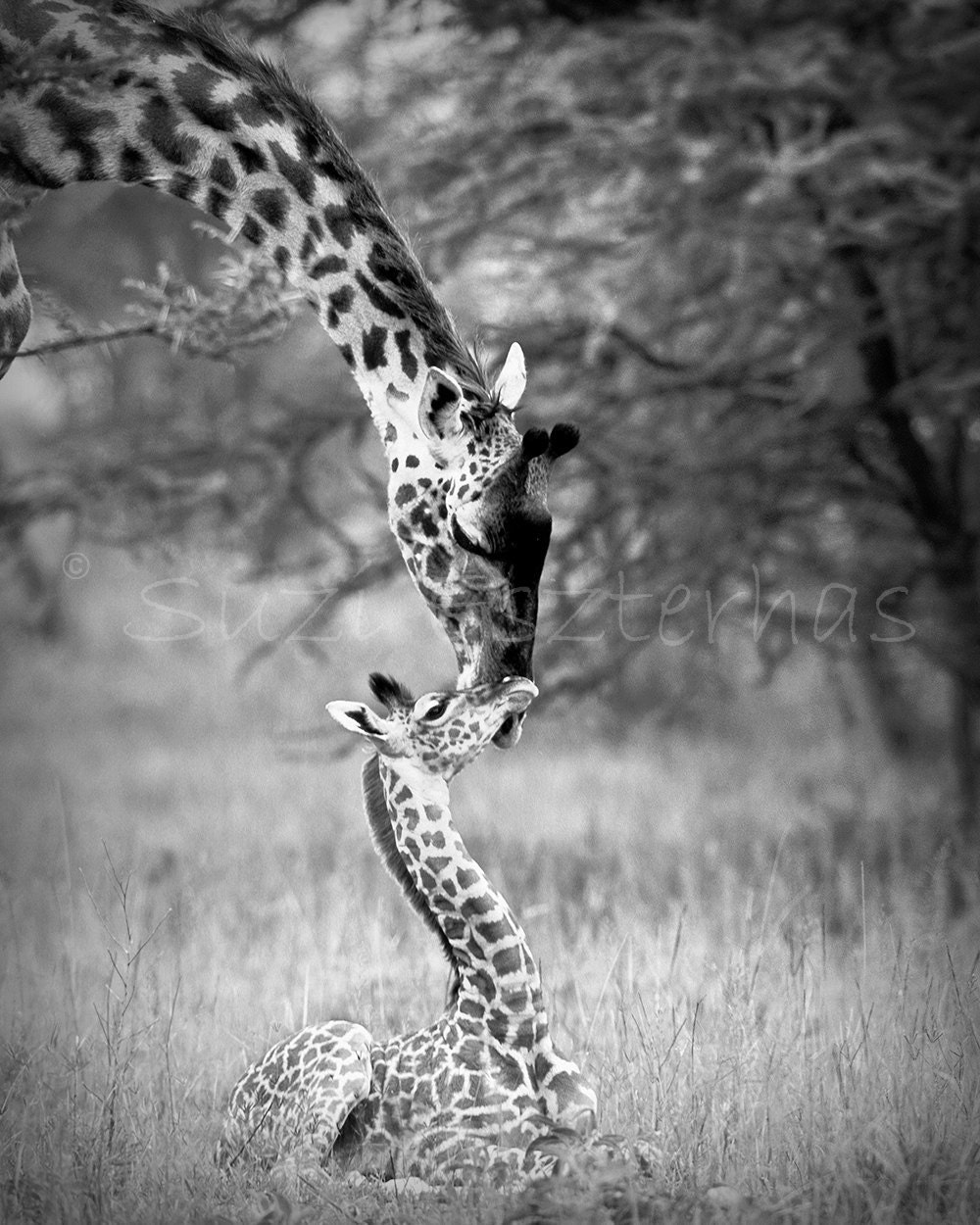 Nursery Art Prints, Safari Baby Animals, Set of 4 Black & White Photos, 8x10, Elephant, Lion, Cheetah, Giraffe, Kids Room Decor, Wall Art
