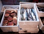 Pescheria Canvas