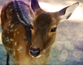 SALE: Portrait of Baby Deer. Fine art Photograph, Print 5x7'' (13x18cm) Woodland, Natural History, Magic Forest