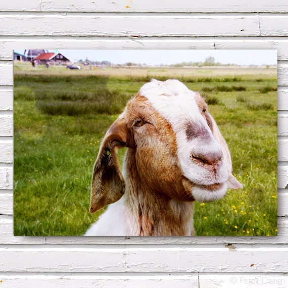 Wrapped Canvas Print The Smiling Goat (Netherlands) Wall Art 12x16 (30x40 cm) Farm Fresh home decor cute country