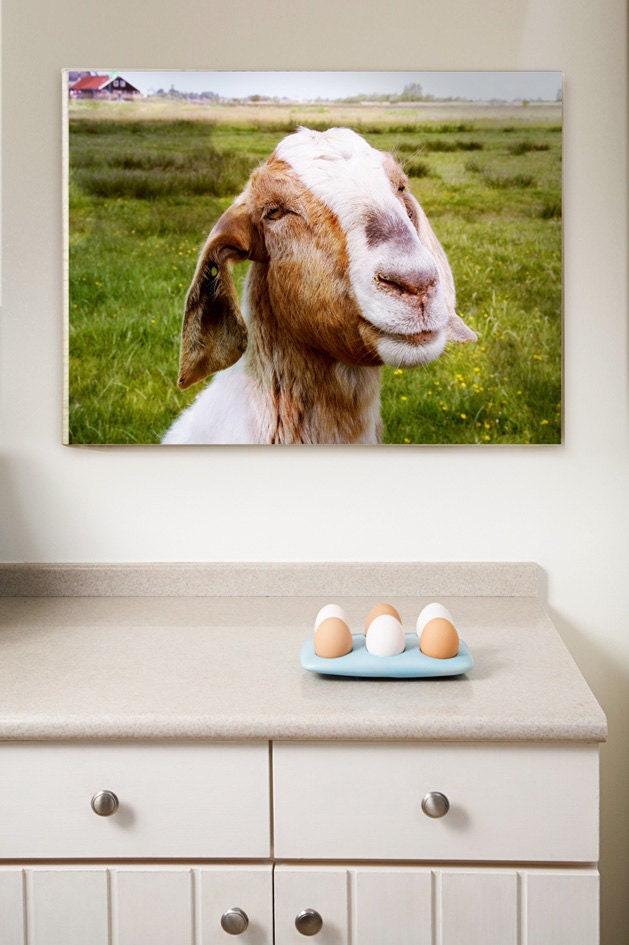 Wrapped Canvas Print The Smiling Goat (Netherlands) Wall Art 12x16 (30x40 cm) Farm Fresh home decor cute country